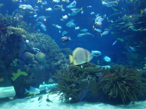 L'Oceanogr&agrave;fic Center.